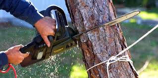 Best Tree Mulching  in Bellaire, OH
