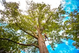 Best Lawn Pest Prevention  in Bellaire, OH