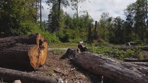 Best Seasonal Cleanup (Spring/Fall)  in Bellaire, OH
