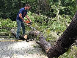 Best Tree Disease Treatment  in Bellaire, OH