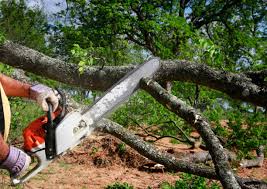 How Our Tree Care Process Works  in  Bellaire, OH