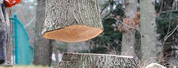Best Tree Removal  in Bellaire, OH