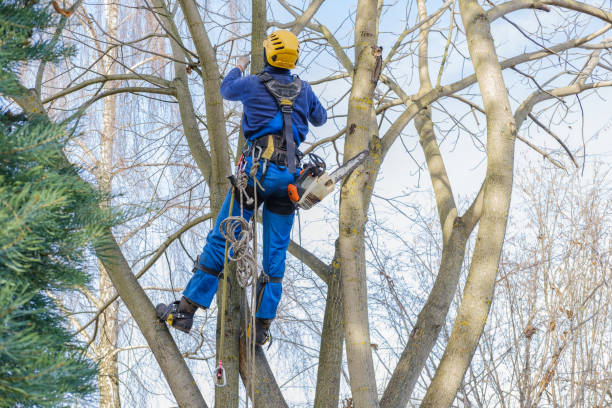 Best Hazardous Tree Removal  in Bellaire, OH