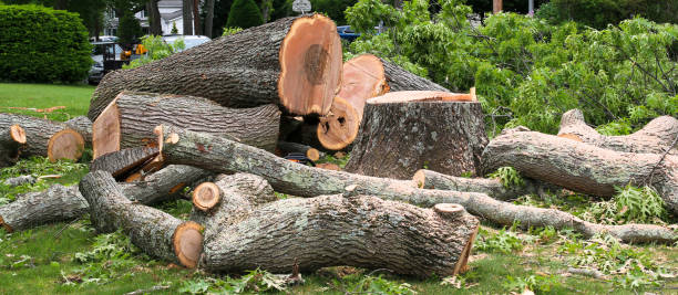 Best Stump Grinding and Removal  in Bellaire, OH