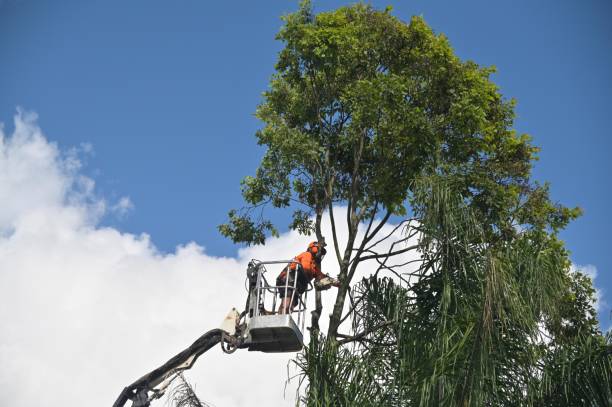 Best Tree Cabling and Bracing  in Bellaire, OH