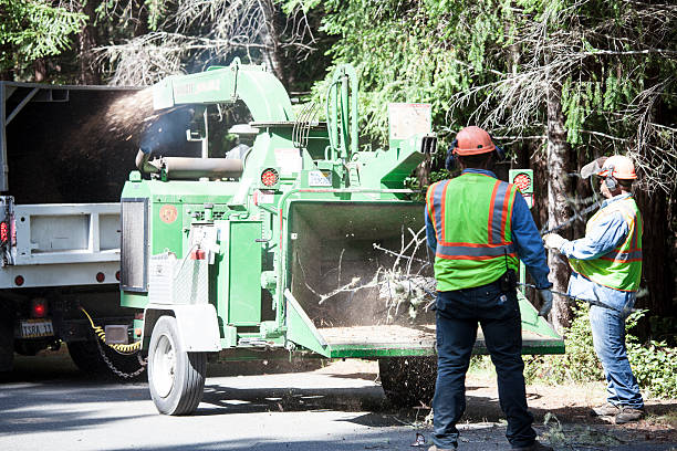 Best Arborist Consultation Services  in Bellaire, OH