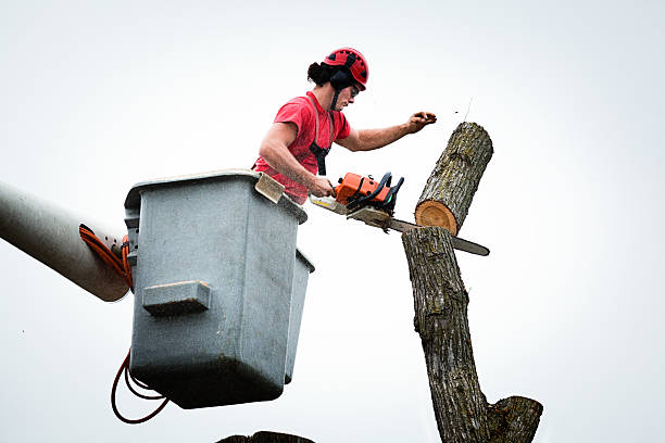 Best Tree Health Inspection  in Bellaire, OH