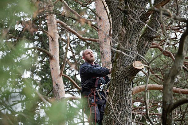 Best Commercial Tree Services  in Bellaire, OH