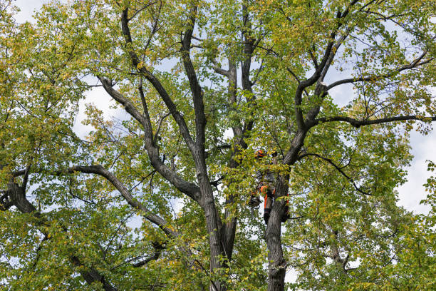 Bellaire, OH Tree Care Company