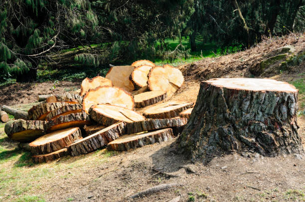 Best Tree Maintenance Programs  in Bellaire, OH